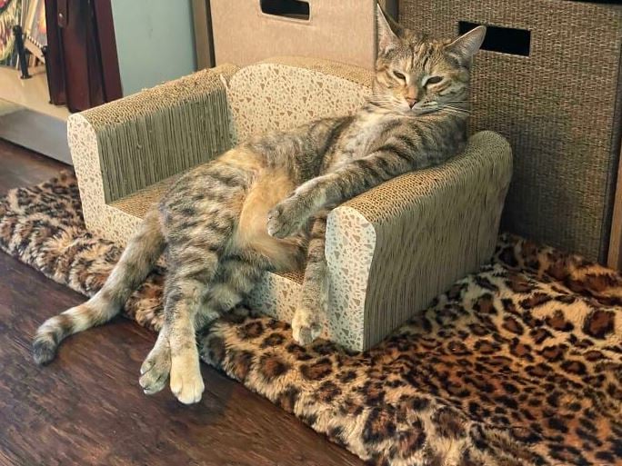10+ Adorable cat-sized furniture pieces that will melt your heart 4