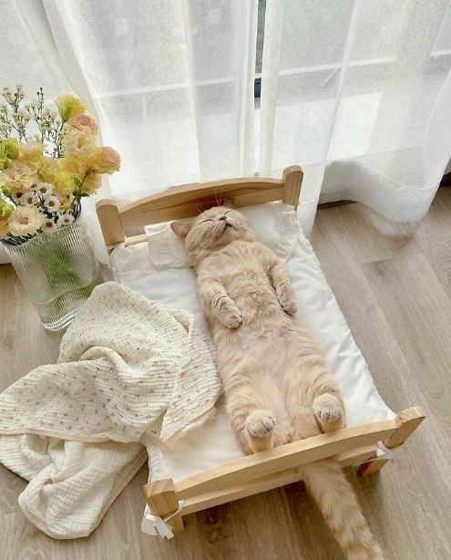 10+ Adorable cat-sized furniture pieces that will melt your heart 5