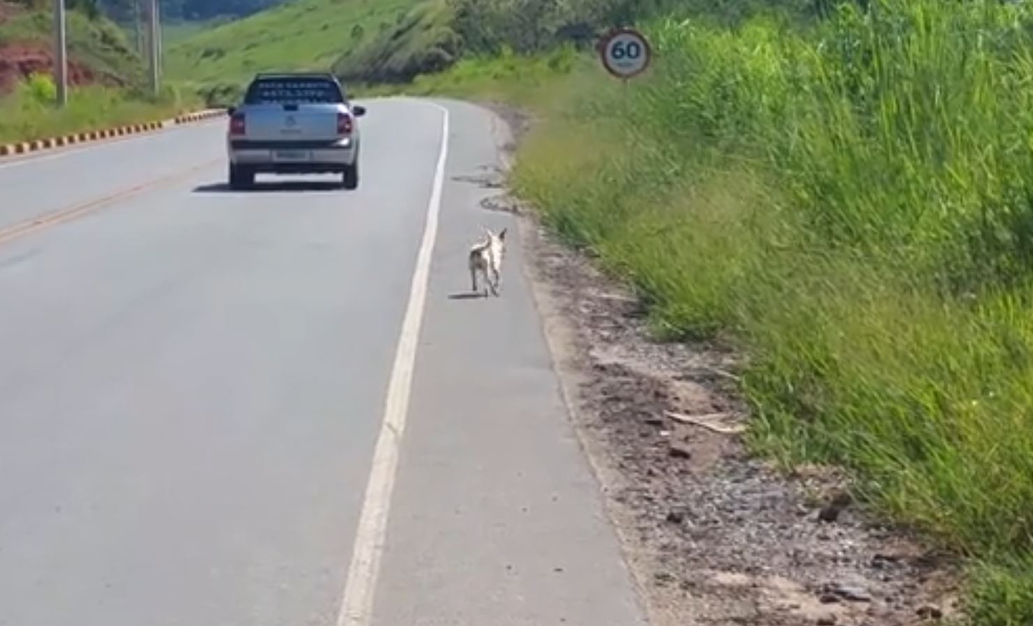 The man was moved to tears by a video of a dog being abandoned, so he looked for and rescued him 3