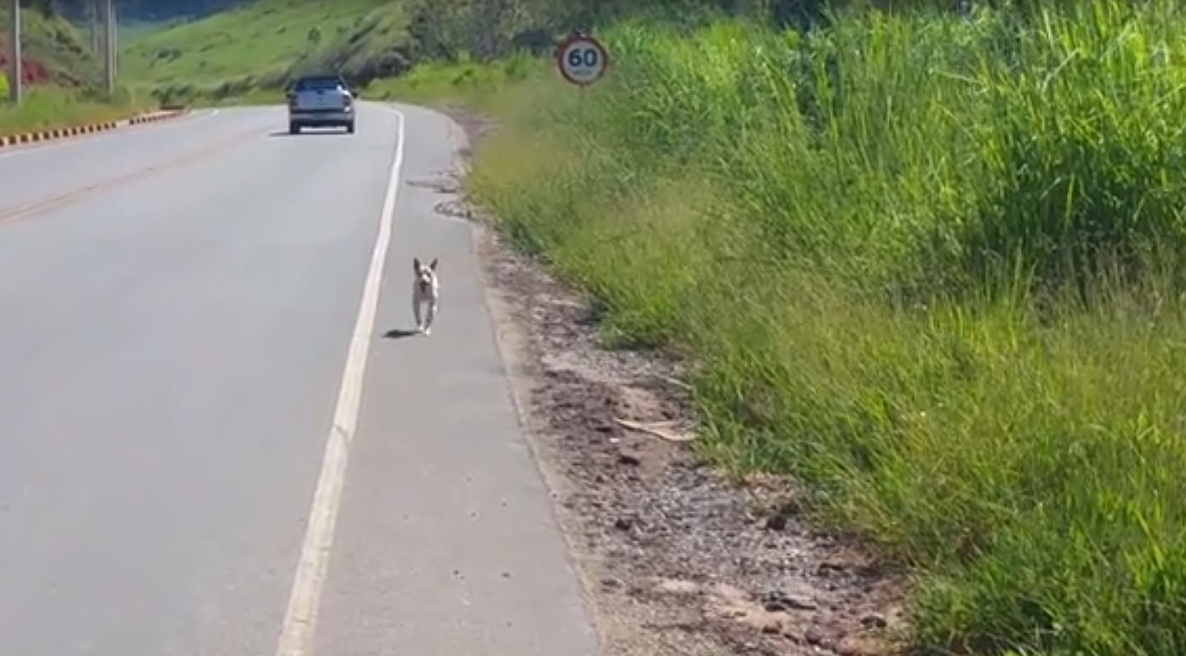 The man was moved to tears by a video of a dog being abandoned, so he looked for and rescued him 4