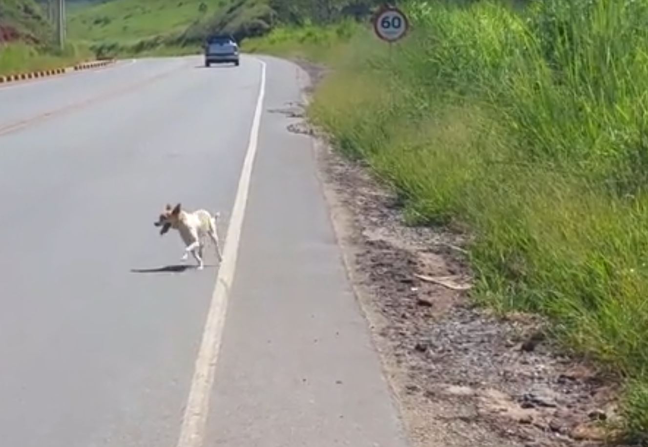 The man was moved to tears by a video of a dog being abandoned, so he looked for and rescued him 5