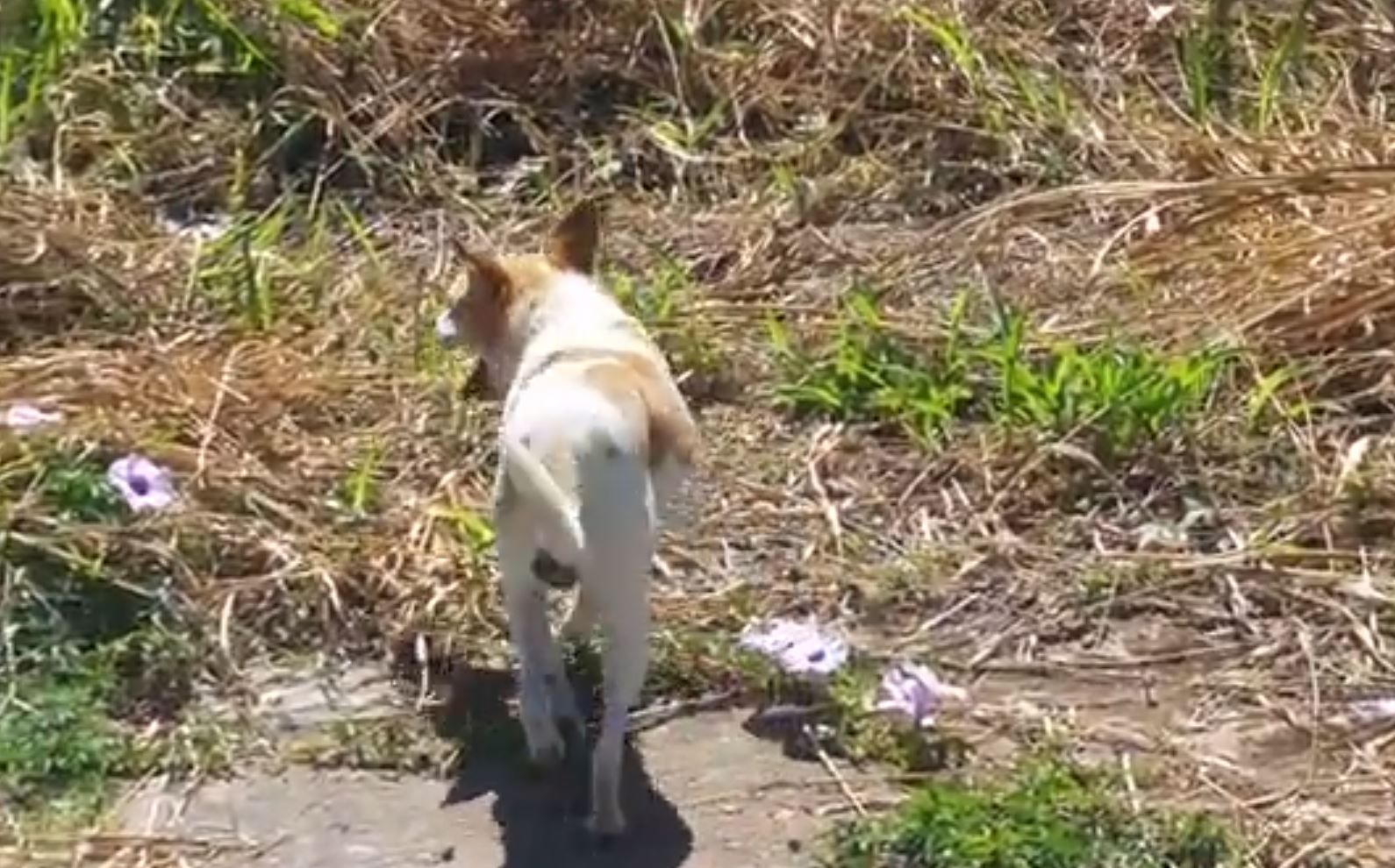 The man was moved to tears by a video of a dog being abandoned, so he looked for and rescued him 6