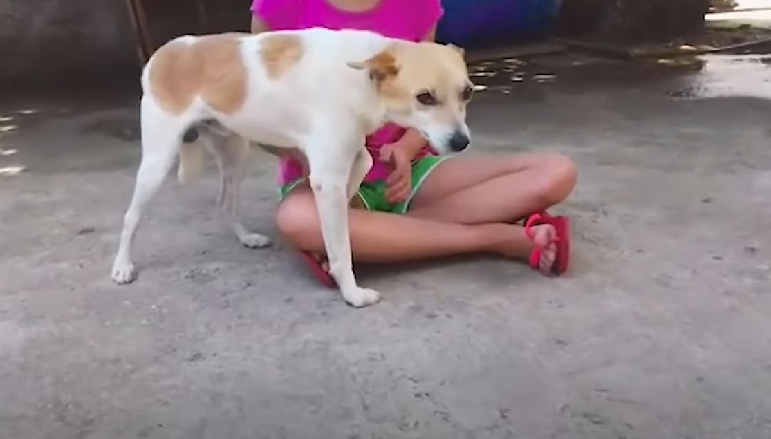 The man was moved to tears by a video of a dog being abandoned, so he looked for and rescued him 7