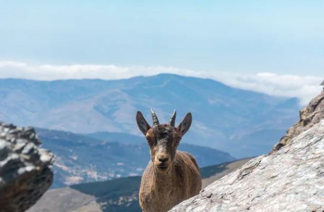 A mountain goat pushes hiker off a cliff, knocks her friend unconscious 4
