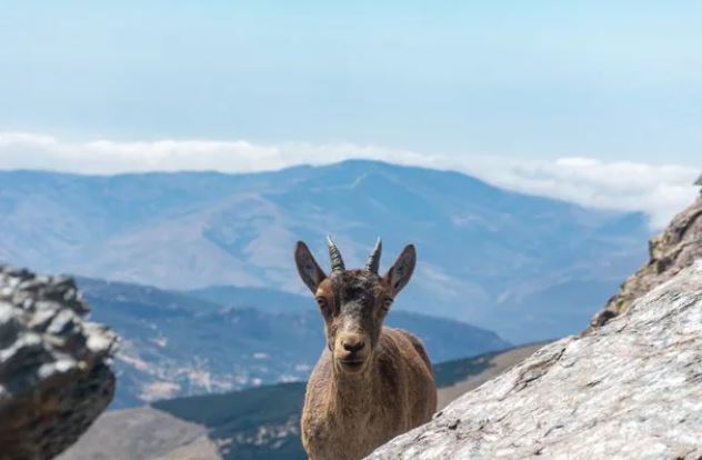 Mountain goat pushes hiker off a cliff, and knocks her friend unconscious 4