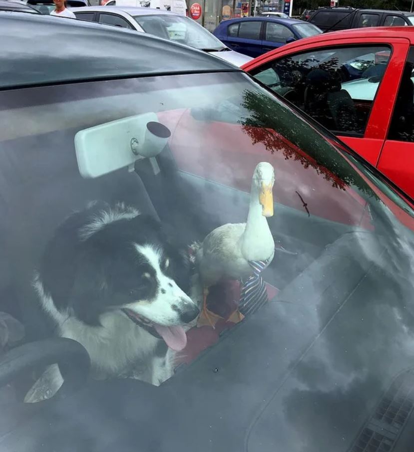 Bow-tie-clad duck enters pub, drinks pint, fights dog and loses 3