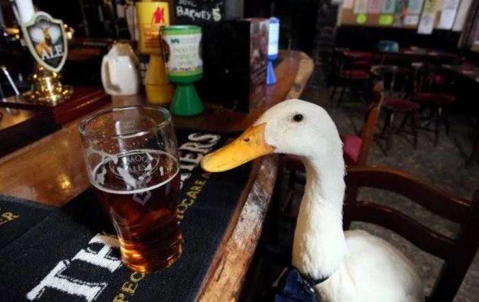 Bow-tie-clad duck enters pub, drinks pint, fights dog and loses 5