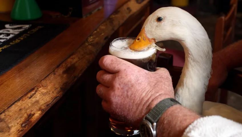 Bow-tie-clad duck enters pub, drinks pint, fights dog and loses 1