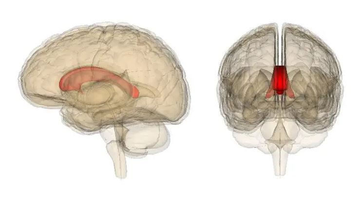 Science reveals the extraordinary abilities of left-handed individuals 4