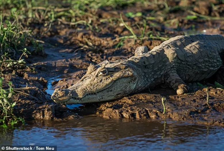 Virgin birth in a crocodile: Female crocodile gives birth in Costa Rica despite living alone for 16 years 1