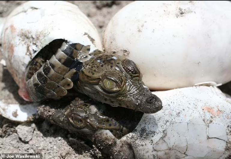 Virgin birth in a crocodile: Female crocodile gives birth in Costa Rica despite living alone for 16 years 2