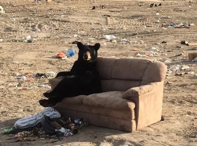 Bear caught enjoying ‘just like a human’ on discarded couch 1