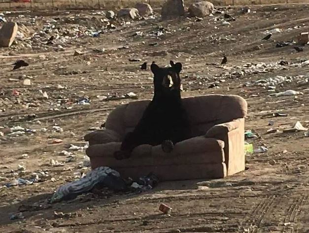 Bear caught enjoying ‘just like a human’ on discarded couch 2