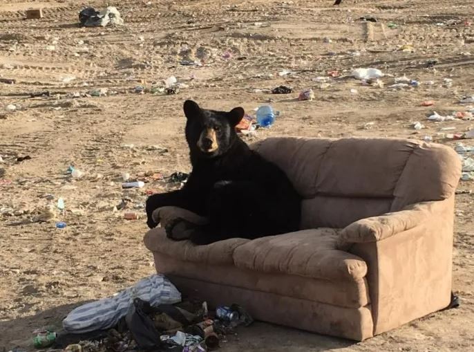 Bear caught enjoying ‘just like a human’ on discarded couch 3