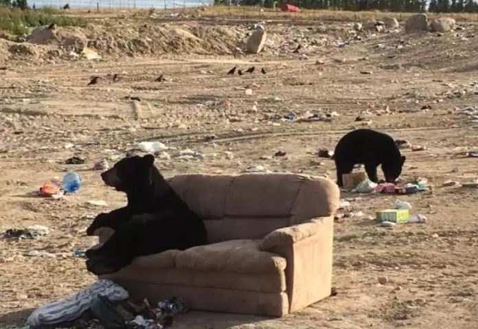 Bear caught enjoying ‘just like a human’ on discarded couch 4