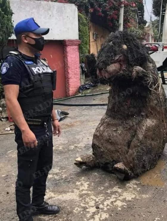 Shocked workers find ‘giant rat’ while cleaning sewers in Mexico City’s sewer system 1