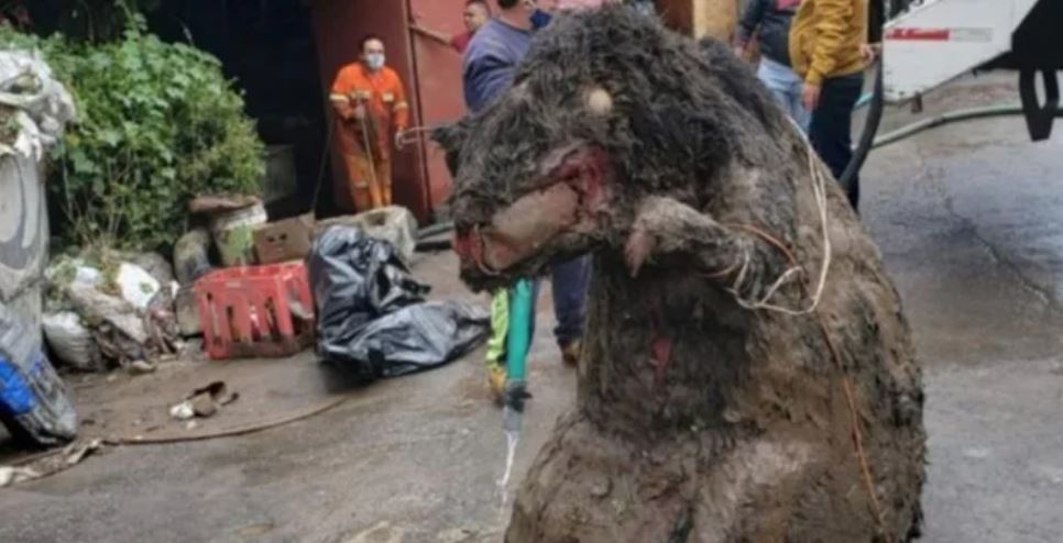 Shocked workers find ‘giant rat’ while cleaning sewers in Mexico City’s sewer system 3