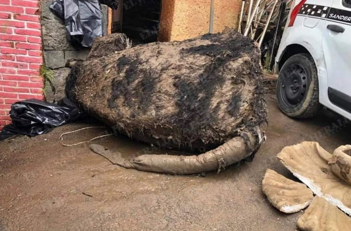 Shocked workers find ‘giant rat’ while cleaning sewers in Mexico City’s sewer system 4