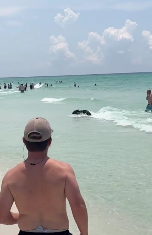 Bear shocks Florida beachgoers by unexpected swim from the ocean 1