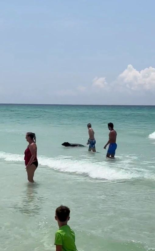 Bear shocks Florida beachgoers by unexpected swim from the ocean 2