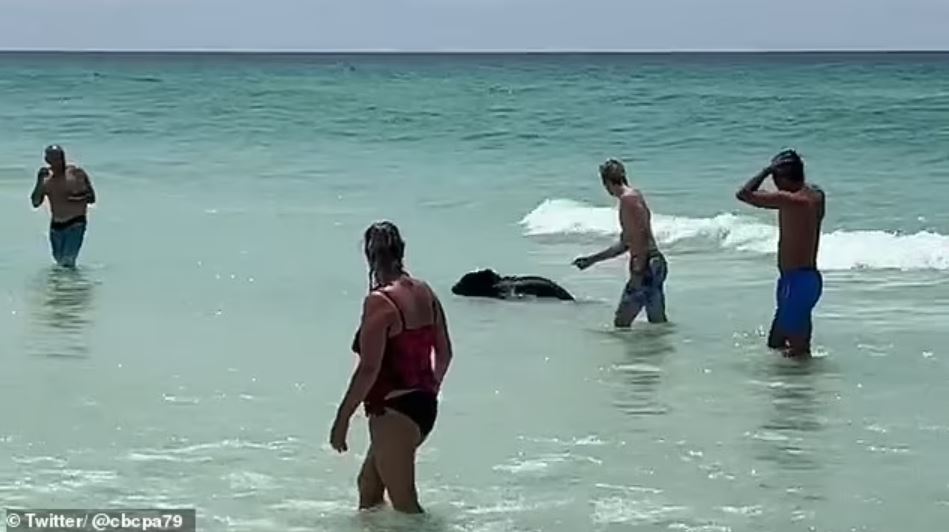 Bear shocks Florida beachgoers by unexpected swim from the ocean 3