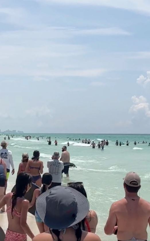 Bear shocks Florida beachgoers by unexpected swim from the ocean 4
