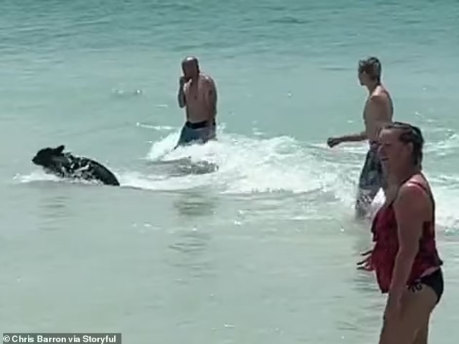 Bear shocks Florida beachgoers by unexpected swim from the ocean 5