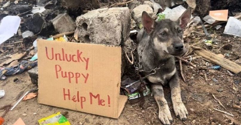 'Unlucky Puppy - Help Me': Heartbreaking abandoned puppy found tied to a stone in a garbage dump 1