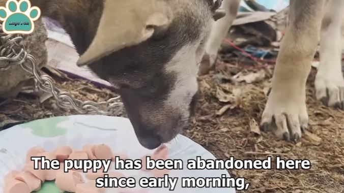 'Unlucky Puppy - Help Me': Heartbreaking abandoned puppy found tied to a stone in a garbage dump 3