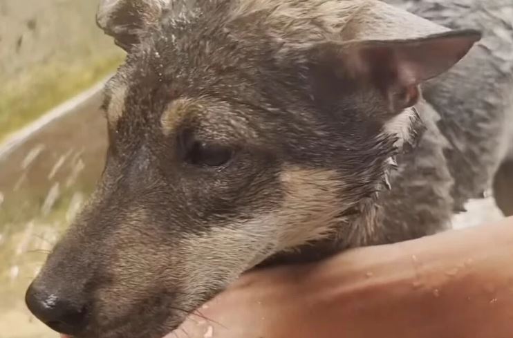 'Unlucky Puppy - Help Me': Heartbreaking abandoned puppy found tied to a stone in a garbage dump 4