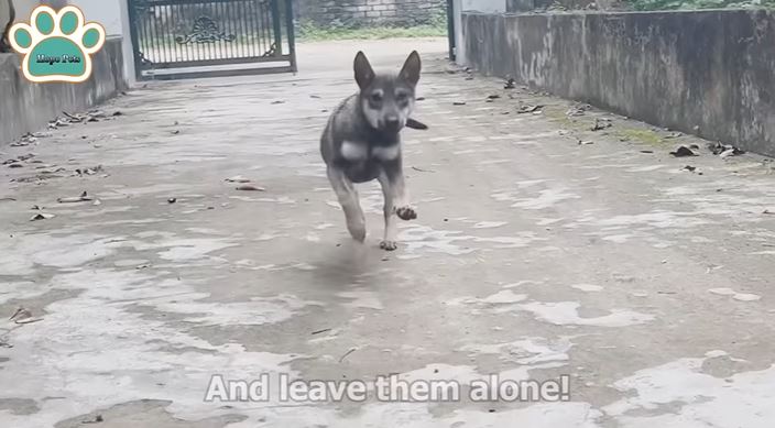 'Unlucky Puppy - Help Me': Heartbreaking abandoned puppy found tied to a stone in a garbage dump 5