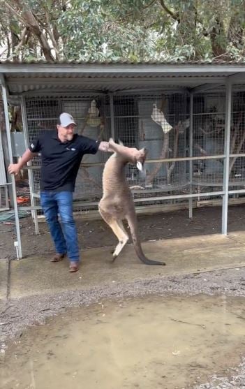 Man fights a ‘naughty’ Kangaroo Australian wildlife park 1
