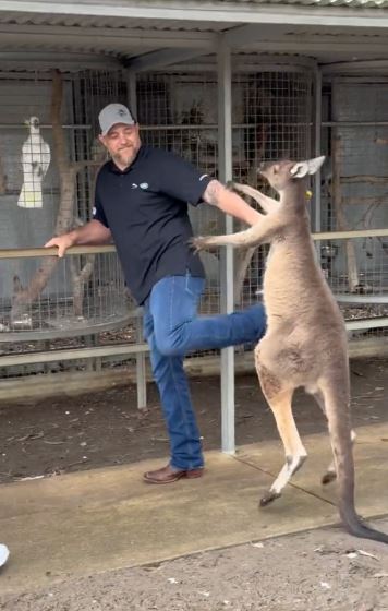 Man fights a ‘naughty’ Kangaroo Australian wildlife park 2