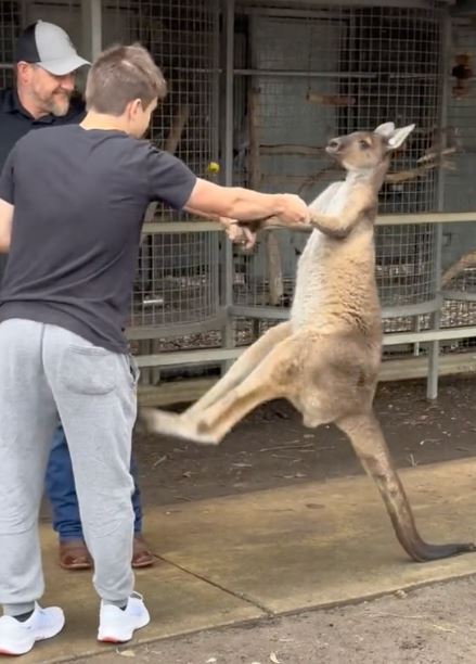 Man fights a ‘naughty’ Kangaroo Australian wildlife park 3