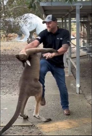Man fights a ‘naughty’ Kangaroo Australian wildlife park 4