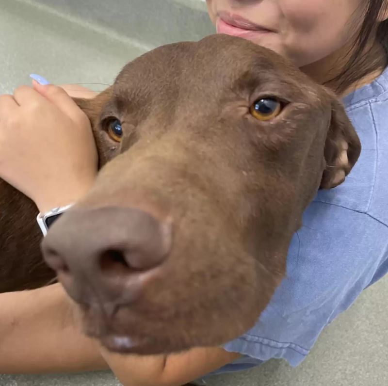 Dog stranded on highway expresses gratitude with a big hug for rescuer 2