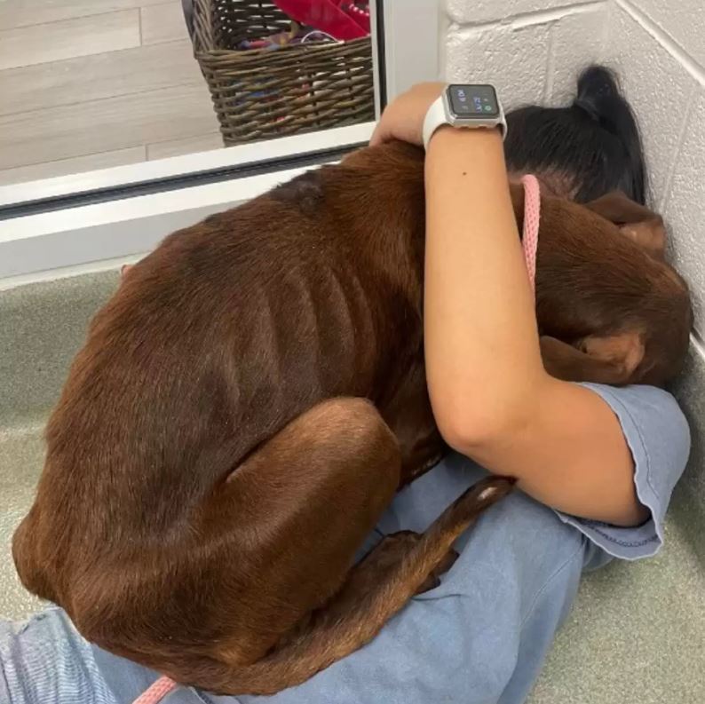 Dog stranded on highway expresses gratitude with a big hug for rescuer 3