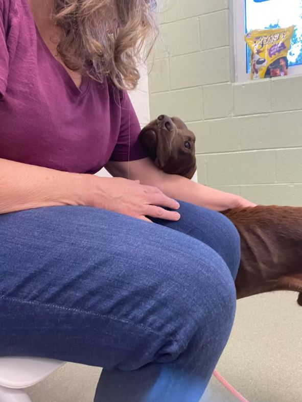 Dog stranded on highway expresses gratitude with a big hug for rescuer 4