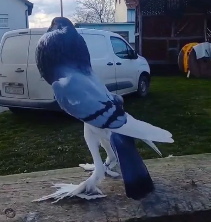 'Mutant Pigeon' terrifies onlookers with long legs and swollen neck 1