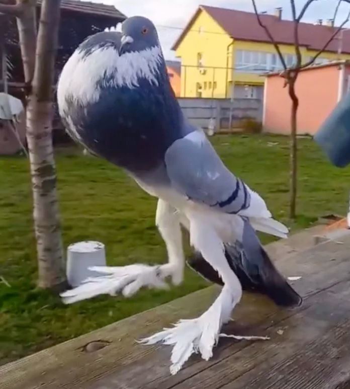 'Mutant Pigeon' terrifies onlookers with long legs and swollen neck 2