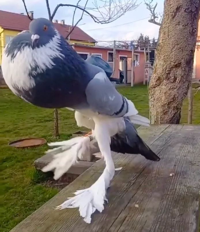 'Mutant Pigeon' terrifies onlookers with long legs and swollen neck 3