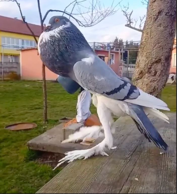 'Mutant Pigeon' terrifies onlookers with long legs and swollen neck 4