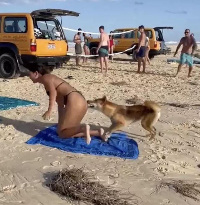 VIDEO: Tourist bitten on buttocks by Dingo While sunbathing in Australia 1