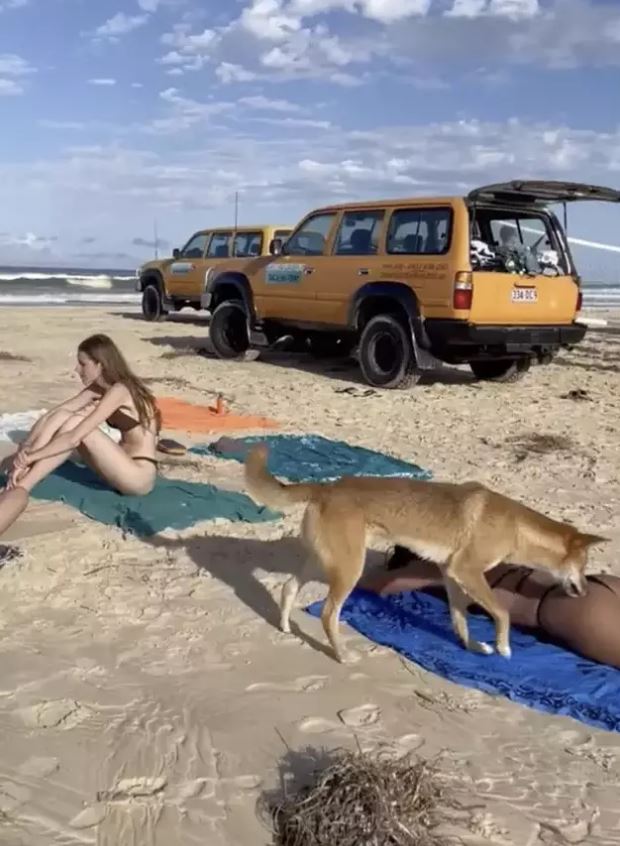 VIDEO: Tourist bitten on buttocks by Dingo While sunbathing in Australia 2