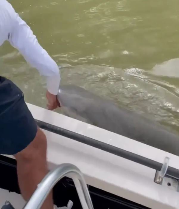 Terrifying moment Florida fisherman was bitten by shark out of nowhere and drag him into the water 1