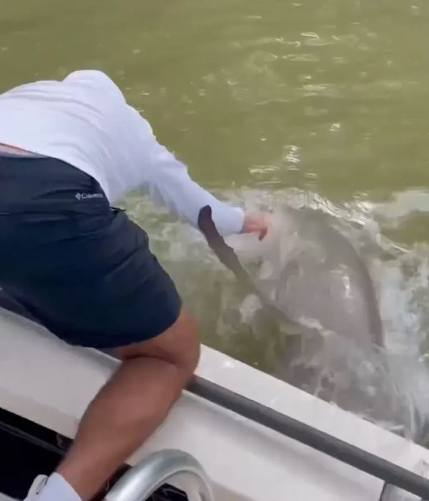 Terrifying moment Florida fisherman was bitten by shark out of nowhere and drag him into the water 2