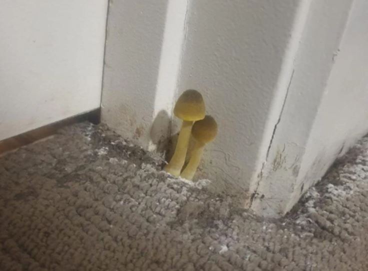 Man requests help after discovering mushrooms growing outside his bathroom 1