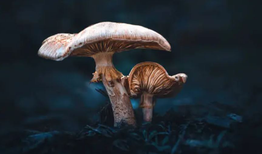 Man requests help after discovering mushrooms growing outside his bathroom 2