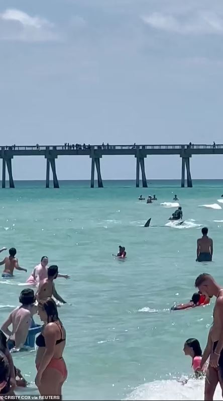Huge shark spotted swimming in shallow Florida waters sends beachgoers screaming 'get out of the water' 1