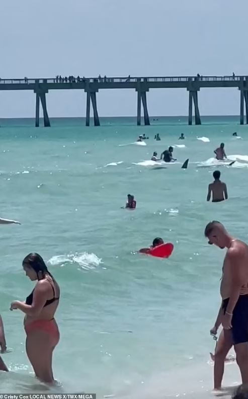 Huge shark spotted swimming in shallow Florida waters sends beachgoers screaming 'get out of the water' 2